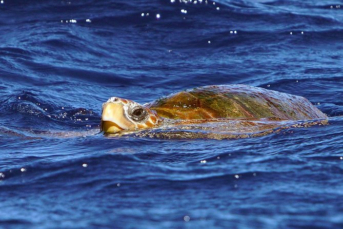 Private 2 hour Whale Watching Tour - Responsible viewing in action: space, speed, and respectful boat handling