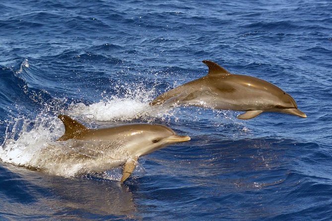 Private 2 hour Whale Watching Tour - Photos emailed after the tour: the best kind of souvenir