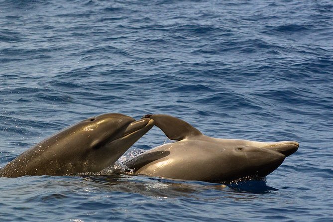 Private 2 hour Whale Watching Tour - Price and value: $617.02 for up to 10 people, and when it makes sense