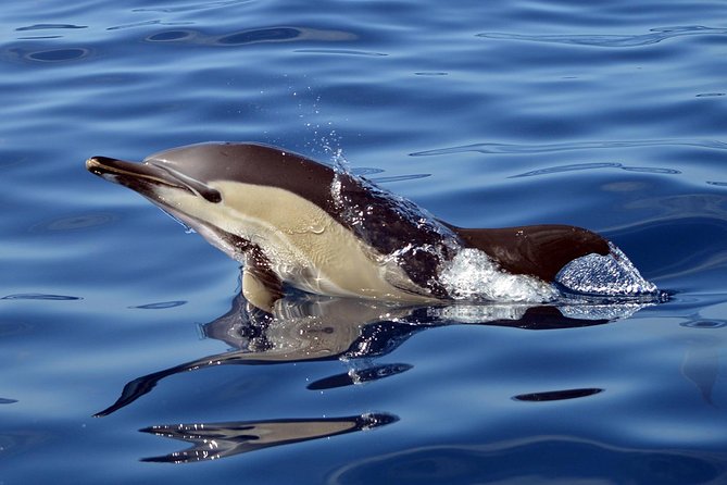 Private 2 hour Whale Watching Tour - Who this private tour is best for (and who should think twice)