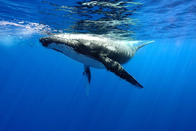 Private boat tour to swim with whales and sharks - Key Things to Know Before You Go