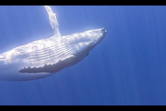 Private boat tour to swim with whales and sharks - The Guides: What “Safety First” Means in Practice