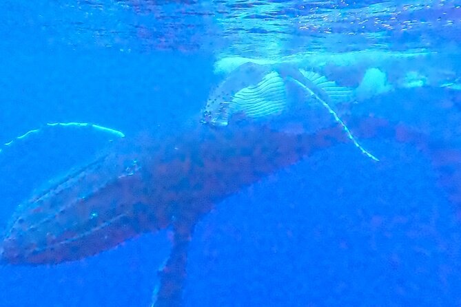 Private boat tour to swim with whales and sharks - What Happens on the Water: Watching, Listening, and Waiting for the Right Moment