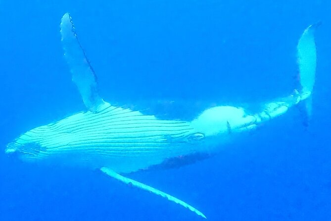 Private boat tour to swim with whales and sharks - Sharks and the Whale Focus: What the Title Means for Your Day