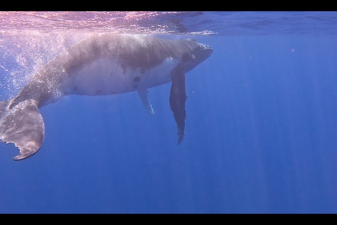 Private boat tour to swim with whales and sharks - Price and Value: $959.57 Per Group for Up to 4