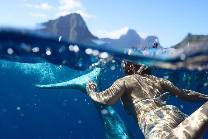 Private boat tour to swim with whales and sharks - Meeting Point and Timing: The Small Details That Prevent Big Stress