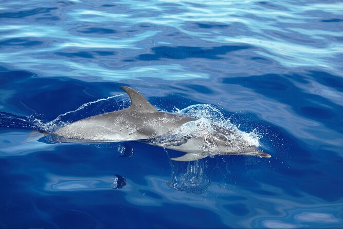 Private Dolphin and Whale Watching Tour in Madeira - Meeting at On Tales in Calheta: what the start feels like