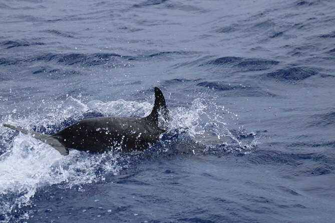 Private Dolphin and Whale Watching Tour in Madeira - Stop 1: Porto de Recreio da Calheta—your quick launchpad