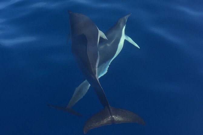 Private Dolphin and Whale Watching Tour in Madeira - Snorkeling time: what you’re set up with, and where it gets fun