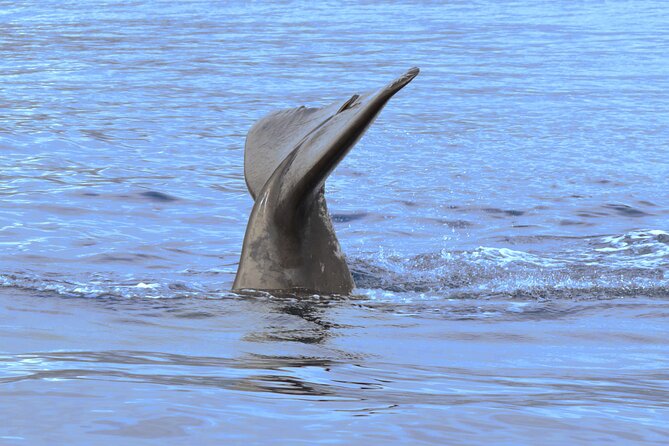 Private Dolphin and Whale Watching Tour in Madeira - The little details that make the day feel premium