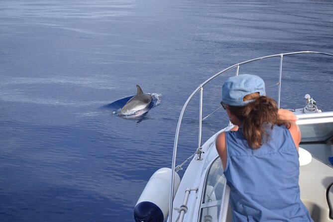 Private Dolphin and Whale Watching Tour in Madeira - Price and value: what you’re really paying for at $592.56 per group