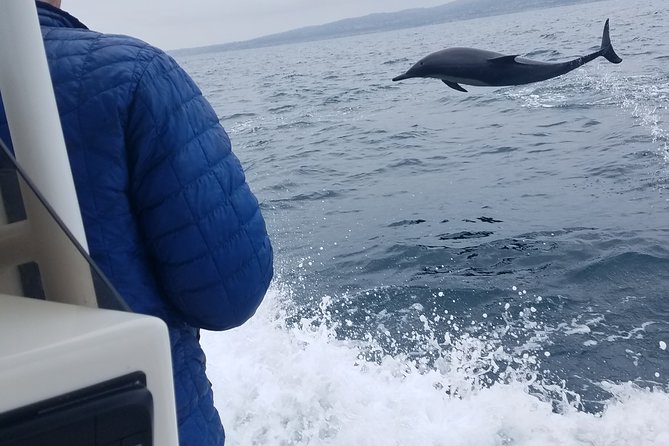 Private Dolphin and Whale Watching Tour in Newport Beach - Newport Harbor first: getting oriented before the search