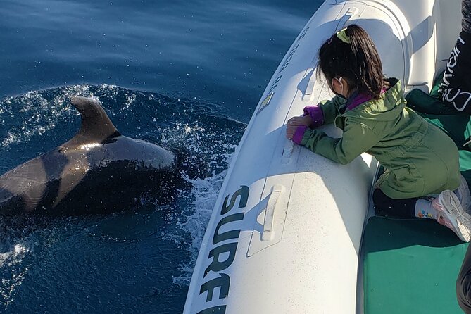 Private Dolphin and Whale Watching Tour in Newport Beach - The route along Newport, Laguna Beach, and Dana Point