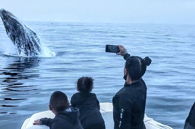 Private Dolphin and Whale Watching Tour in Newport Beach - What the Certified Marine Naturalist adds (beyond pointing)