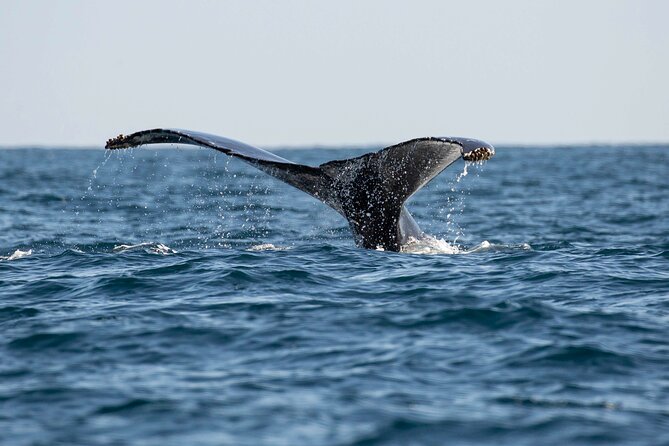 Private Dolphin and Whale Watching Tour in Newport Beach - When you’ll actually see whales, dolphins, and sea lions