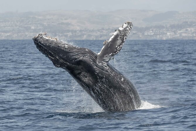 Private Dolphin and Whale Watching Tour in Newport Beach - Price per group: how $425 can work for your budget