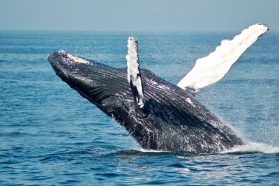 Private Half Day Whale Watching Tour - The 4-Hour Rhythm: Pickup, Cruise, Whale Time, and Return