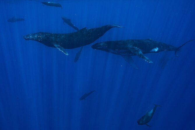 Private Half Day Whale Watching Tour - Weather, Fitness, and the Realities of Whale Days