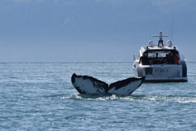 Private Luxury Whale Watch - The yacht experience: luxury comfort plus practical spotting