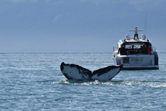 Private Luxury Whale Watch - The yacht experience: luxury comfort plus practical spotting