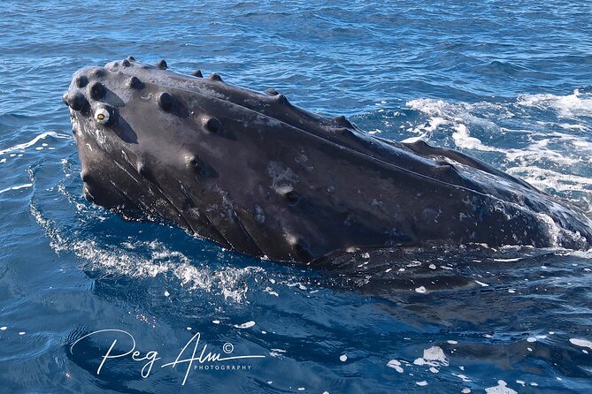 Private Paddleboard (SUP) Whale Watch: All Skill Levels Welcome - The calm advantage of a private SUP whale watch on Maui