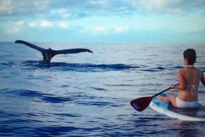 Private Paddleboard (SUP) Whale Watch: All Skill Levels Welcome - Makena Landing Park: your launchpad and meeting point