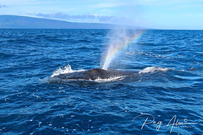 Private Paddleboard (SUP) Whale Watch: All Skill Levels Welcome - Price at $189 per person: where the value is coming from