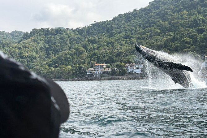 Private Tour 3 Hours of Whale Watching - The best parts to know before you go