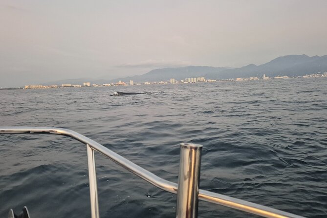 Private Tour 3 Hours of Whale Watching - Private Whale Watching in Puerto Vallarta: What You’re Really Buying