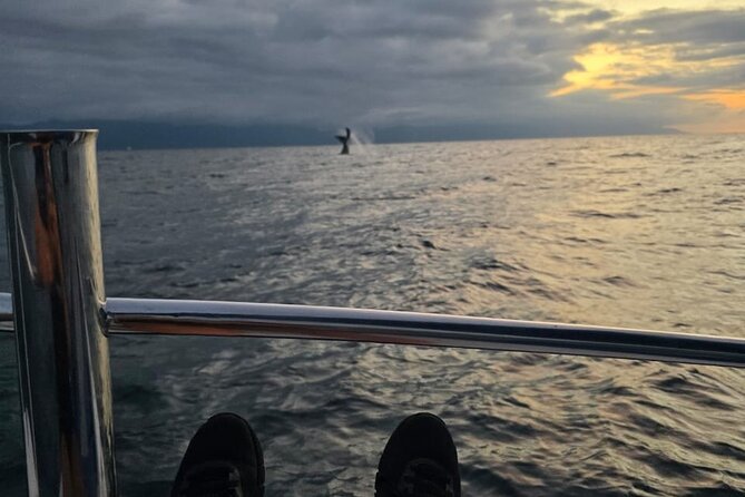 Private Tour 3 Hours of Whale Watching - On the Water: Comfort, Choppy Seas, and Getting Photos