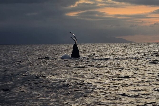 Private Tour 3 Hours of Whale Watching - Food and Drinks: The Cooler With Ice Is a Real Plus