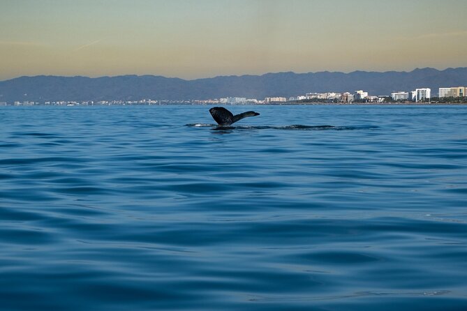 Private Tour 3 Hours of Whale Watching - Timing Reality: Delays Happen, So Build a Buffer