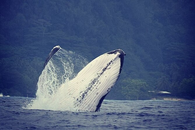 Private tour observing and swimming with humpback whales in Moorea - Key Points You’ll Actually Care About