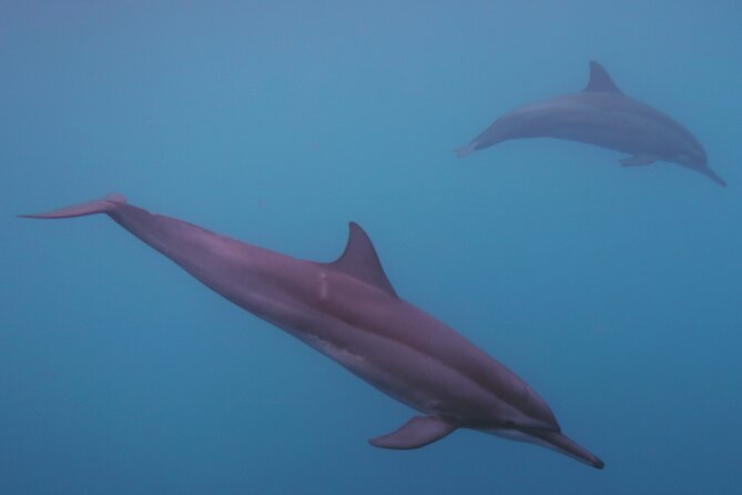 Private tour observing and swimming with humpback whales in Moorea - Getting On Board: Mana’hau, Bays, and the Subwin Sea-Bed View