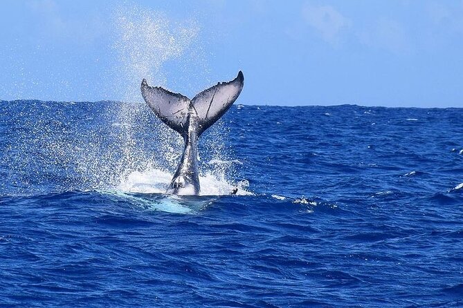 Private tour observing and swimming with humpback whales in Moorea - Who This Tour Fits Best (And Who Should Think Twice)