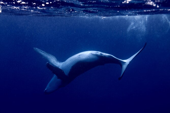 Private tour whale watching and snorkeling in Moorea - Whale watching with captain + water guide (what the “viewing” really includes)