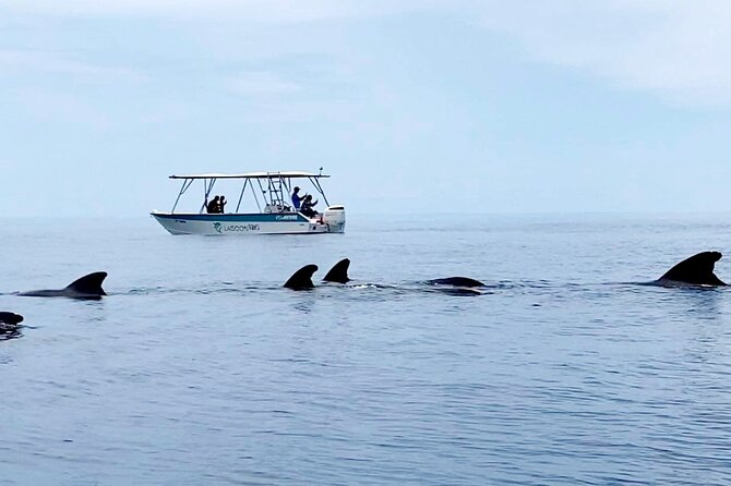 Private tour whale watching and snorkeling in Moorea - “More than whales” sightings: the bonus wildlife factor