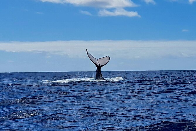 Private tour whale watching and snorkeling in Moorea - Food, comfort, and the small touches that matter
