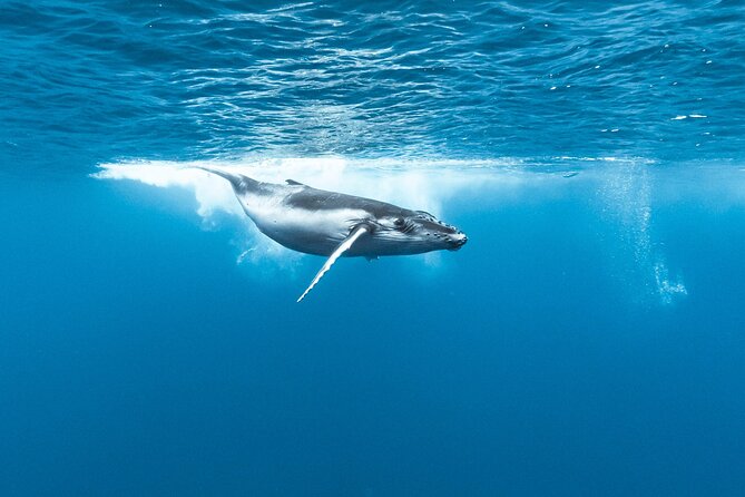 Private tour whale watching and snorkeling in Moorea - Price and value: is $1,336.10 per group worth it?