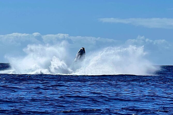 Private tour whale watching and snorkeling in Moorea - Who should book this Moorea private whale and snorkeling tour