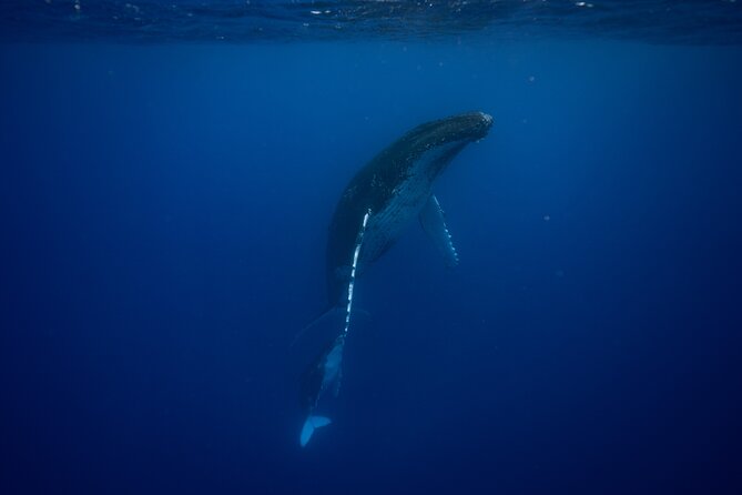 Private tour whale watching and snorkeling in Moorea - Meeting at the cruise pier and getting set up fast