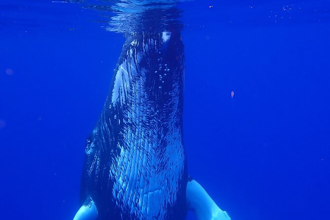 Private Tour Whale Watching Half Day Tour - Moorea Marina To Open Water: How the Half-Day Runs