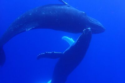 Private Tour Whale Watching Half Day Tour - Animal-Friendly Searching for Humpbacks and Other Cetaceans