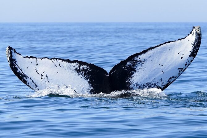 Private Tour Whale Watching Half Day Tour - Boat Condition and Boarding: The One Red Flag to Ask About