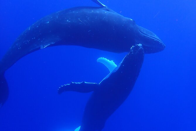 Private Tour Whale Watching Half Day Tour - Animal-Friendly Searching for Humpbacks and Other Cetaceans