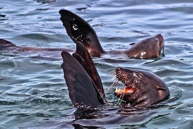 Private Tour: Whale Watching Shared Boat Trip from Cape Town - The drive: mountain passes, apple country, and old whaling-town vibes