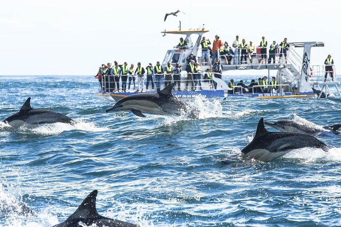 Private Tour: Whale Watching Shared Boat Trip from Cape Town - Stony Point Penguins: the calm alternative to the crowds