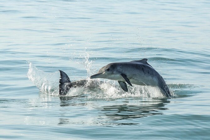Private Tour: Whale Watching Shared Boat Trip from Cape Town - Who should book this tour (and who should rethink it)