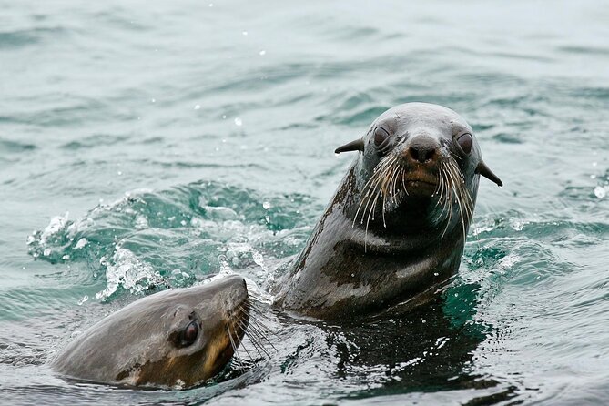 Private Tour: Whale Watching Shared Boat Trip from Cape Town - On the water: what the 20-minute briefing does for you