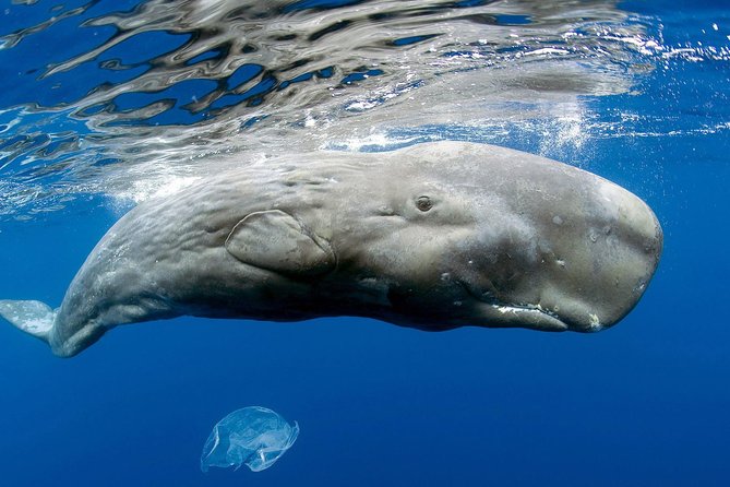 Private Whale and Dolphin Whale Watching Boat Tour - Key things to know before you go